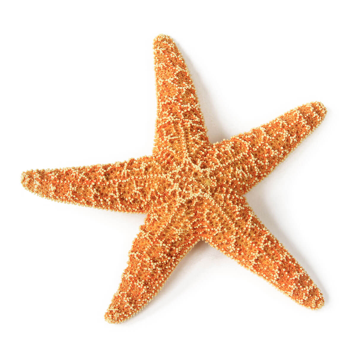 Lone Starfish