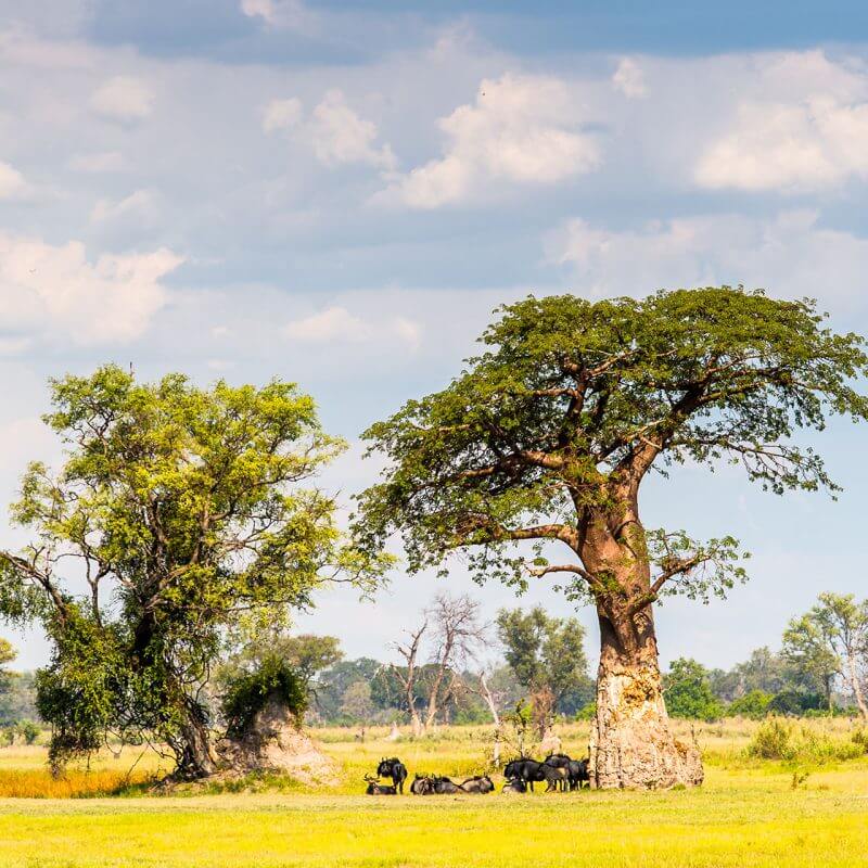 Botswana: Relaxed Citizenship Laws to Allow Dual Citizenship